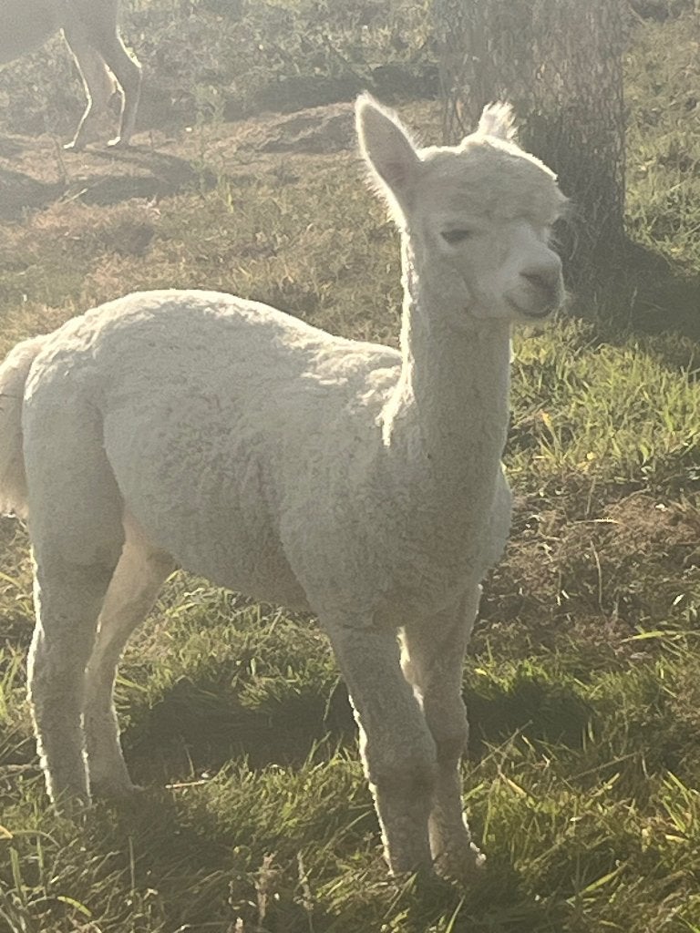 Alpaca (hengst), Dieren en Toebehoren, Mannelijk, 0 tot 2 jaar