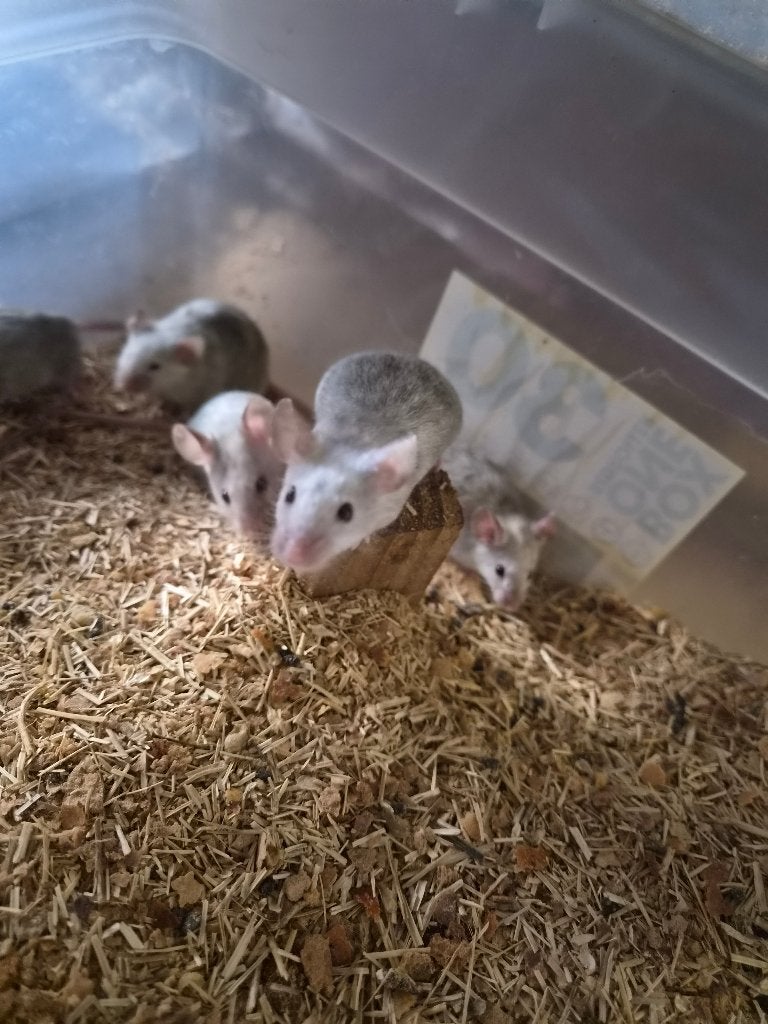 Muisjes, Dieren en Toebehoren, Muis, Mei, Meerdere dieren, Tam
