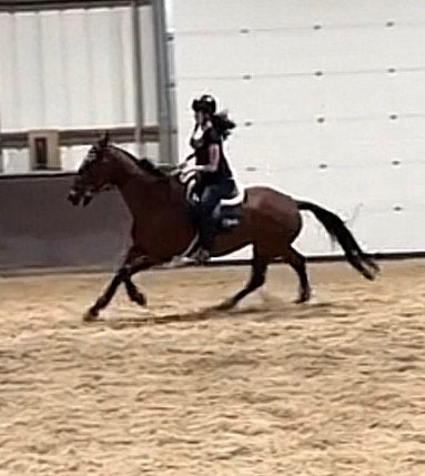 Recreatie paard, Hongre, Débourré, 160 à 165 cm, 11 ans ou plus