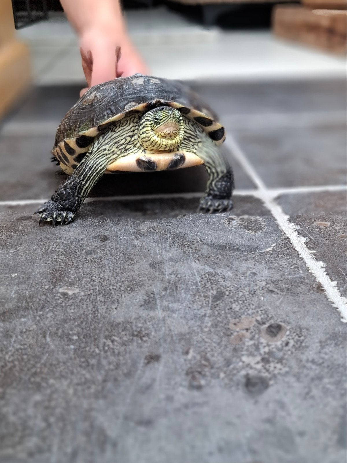 Waterschildpad, Dieren en Toebehoren, Schildpad, 3 tot 6 jaar