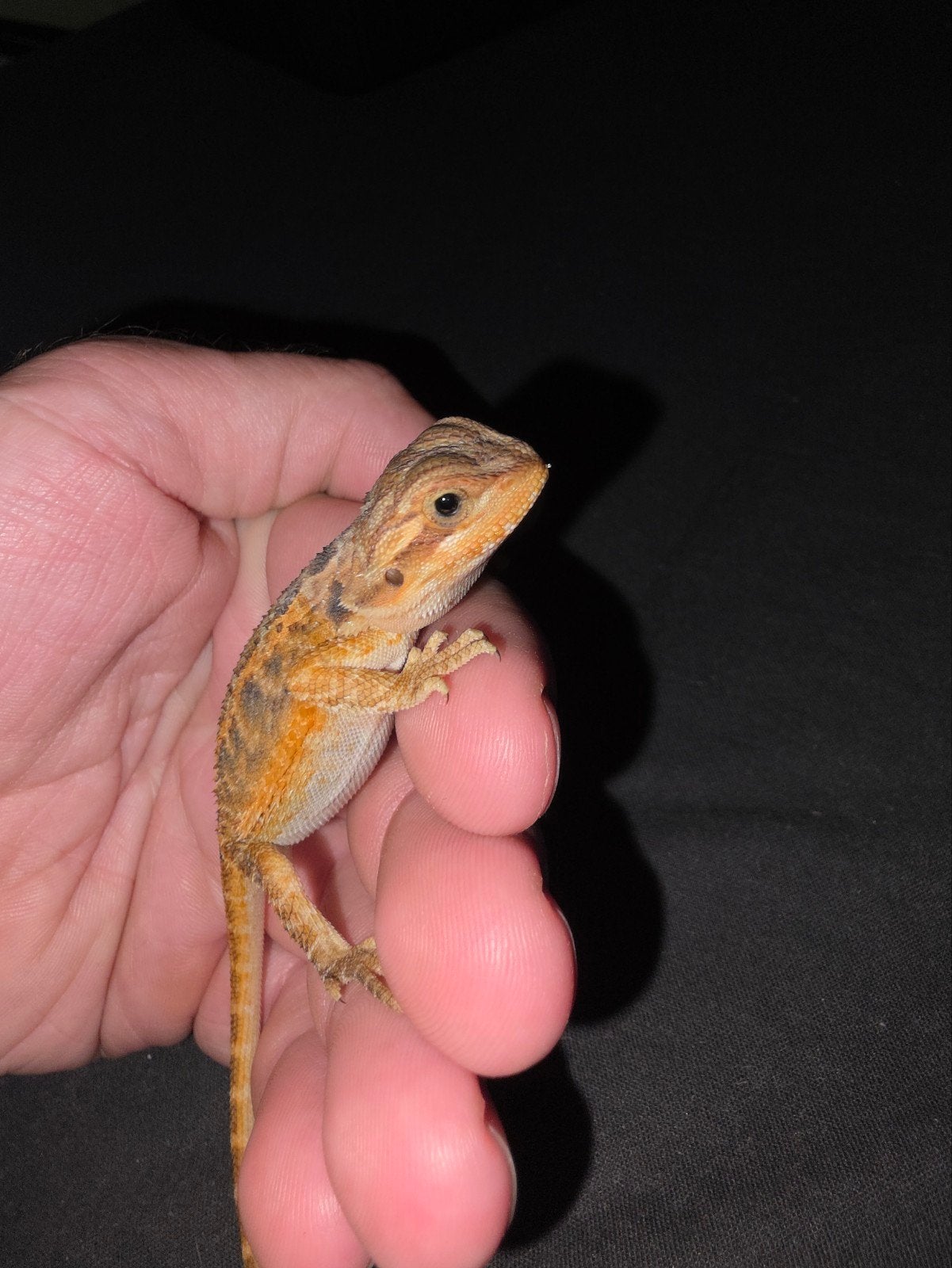 Très belle femelle dragon barbu partiellement trans, Animaux & Accessoires, Reptiles & Amphibiens, Lézard, 0 à 2 ans, Domestique