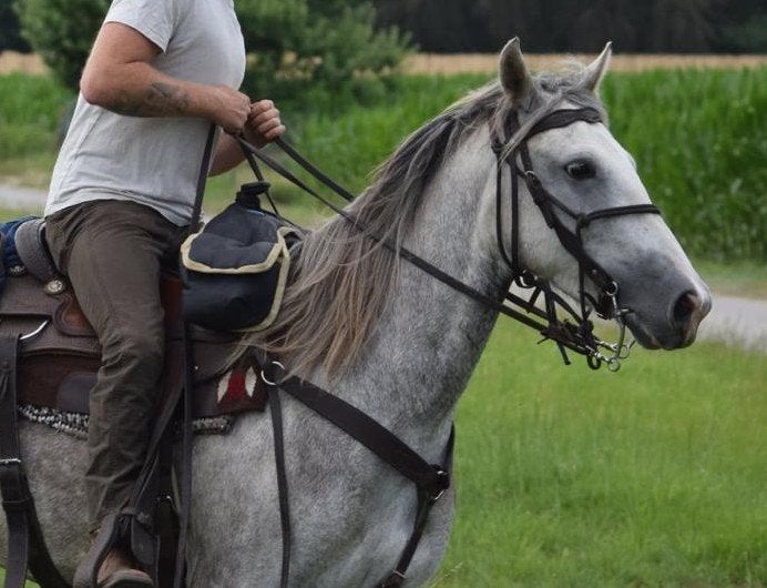 5 jarige merrie, Animaux & Accessoires, Chevaux, Débourré, Moins de 160 cm, Cheval western, Jument