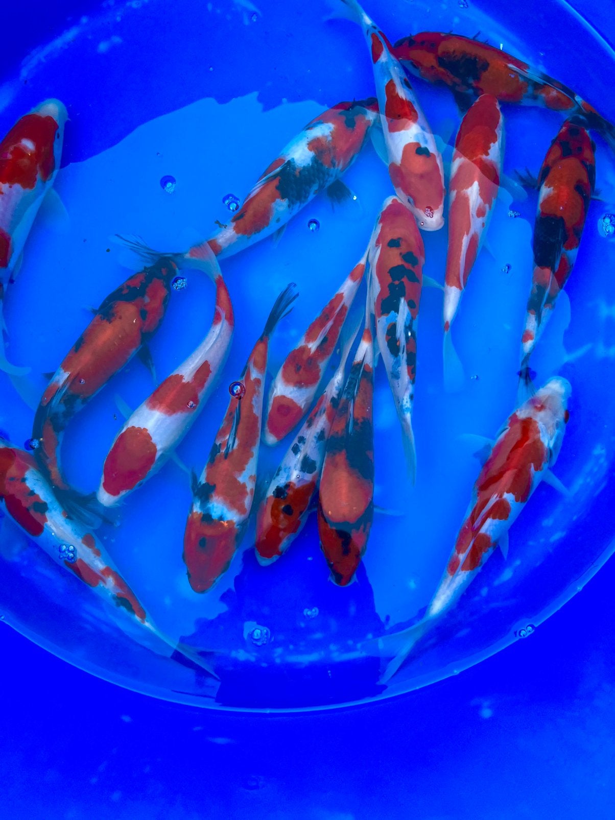 Showa, Sanke, Kohaku en meer zeer scherp geprijsd!, Dieren en Toebehoren, Vissen | Vijvervissen, Karper of Koi