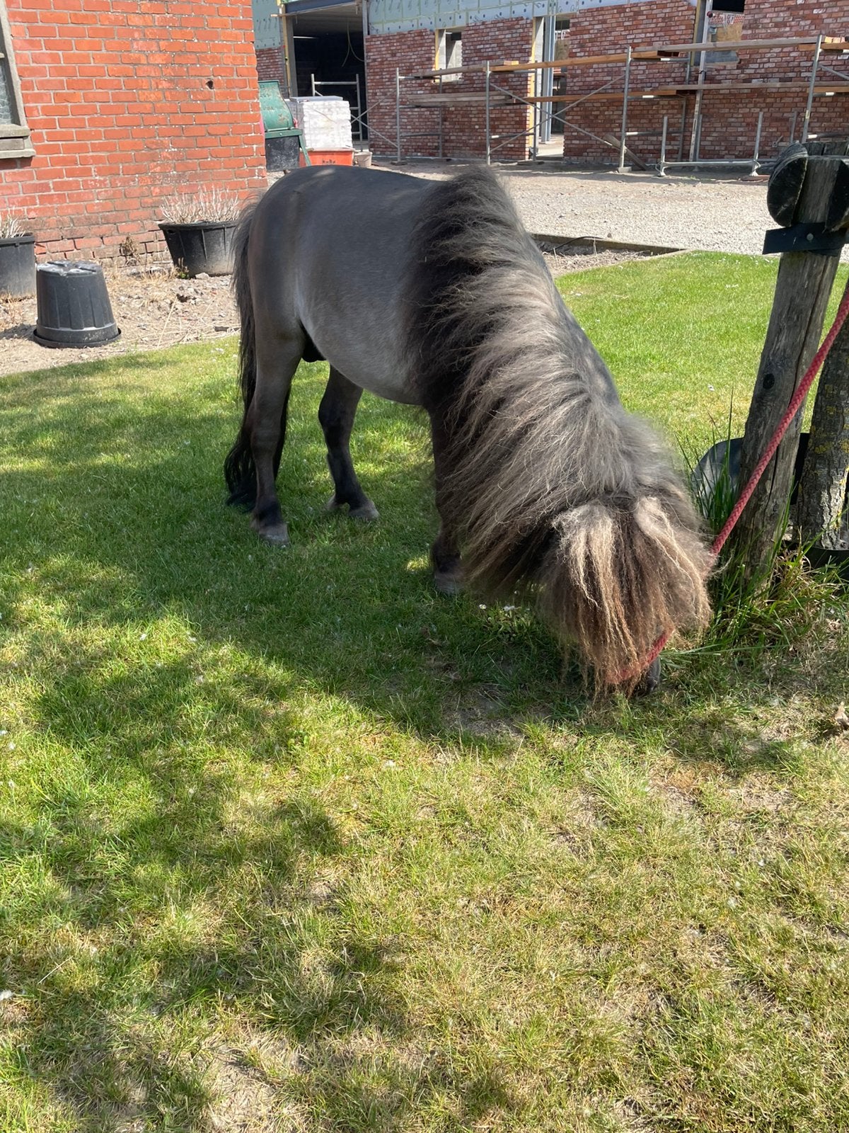 Shetland dekhengstje beschikbaar, Animaux & Accessoires, Poneys