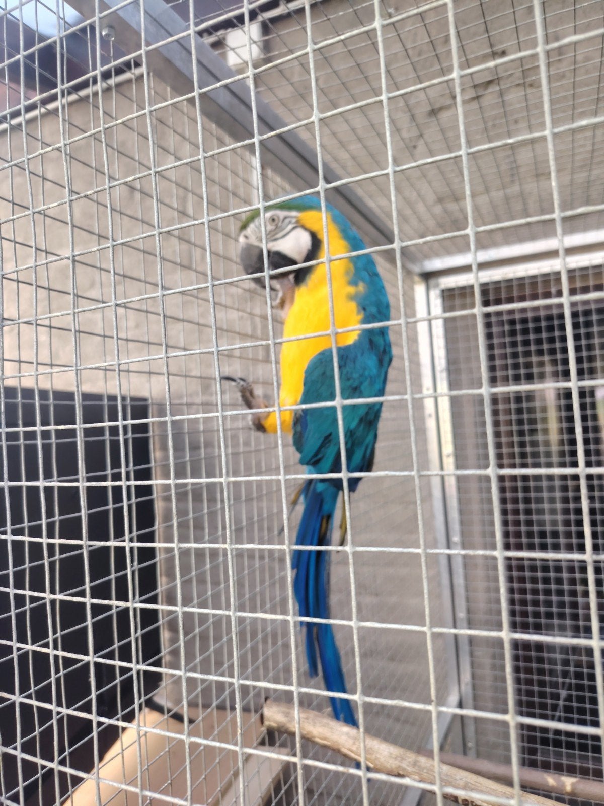ara papegaai. in Herstal 4040, Dieren en Toebehoren, Mannelijk, Papegaai