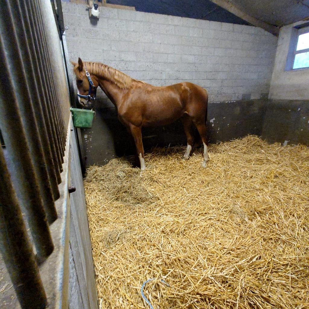 3 Jarige dressuur ruin met 3 sterke gangen, Dieren en Toebehoren, Met stamboom, Ruin, Dressuurpaard, 3 tot 6 jaar