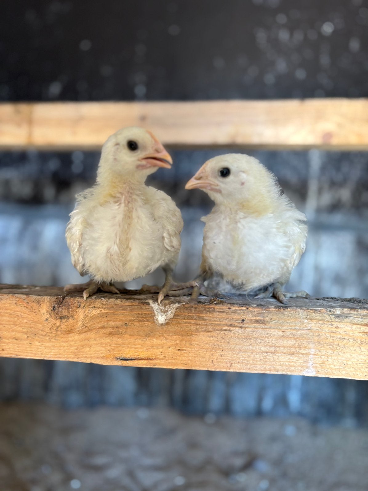 Poule de Bresse kuikens, Animaux & Accessoires, Oiseaux | Oiseaux Autre, Sexe inconnu