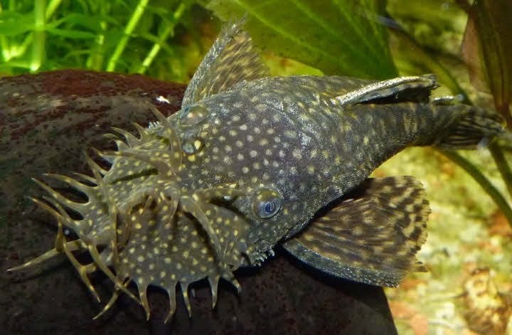 Ancistrus bruin laatste kweekgroep  gratis hol, Poisson, Poisson d'eau douce
