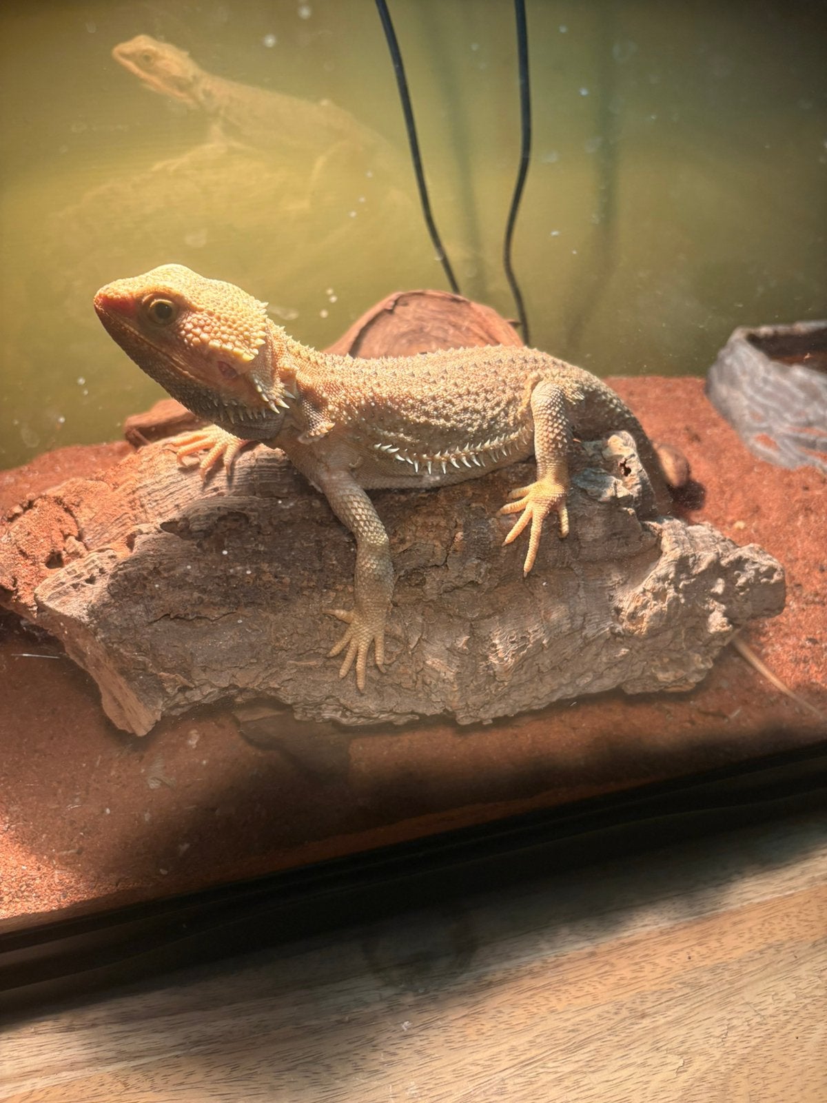 Baardagaam + terrarium, Dieren en Toebehoren, Overige soorten, Met terrarium, 0 tot 2 jaar