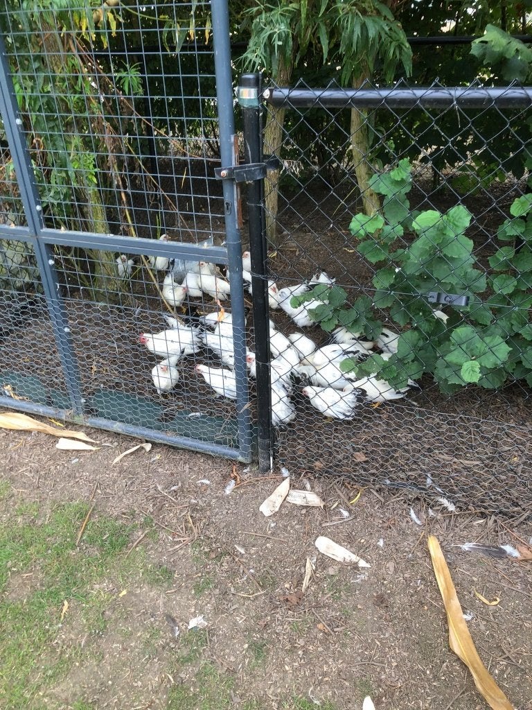 chabo kippen, April, Meerdere dieren