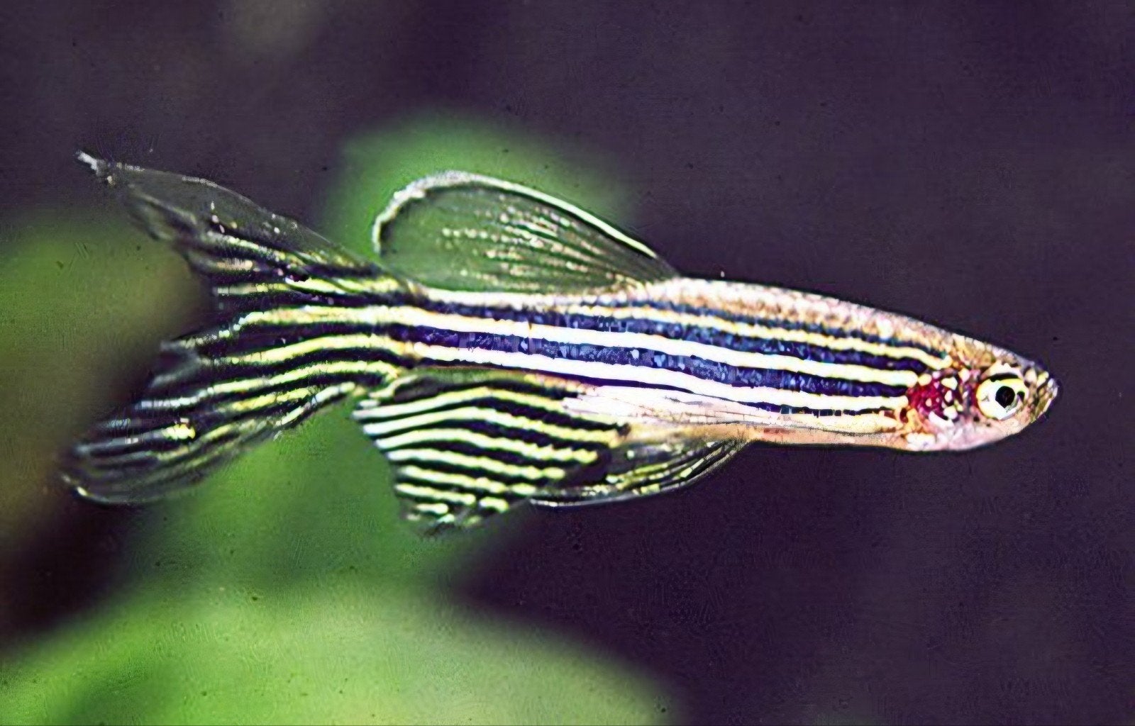 sluier zebra danio's  eigen kweek, Dieren en Toebehoren, Vissen | Aquariumvissen