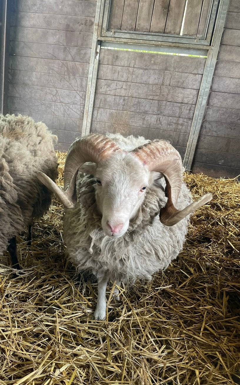 Ouessant ram 2jaar, Mâle, Mouton, 0 à 2 ans