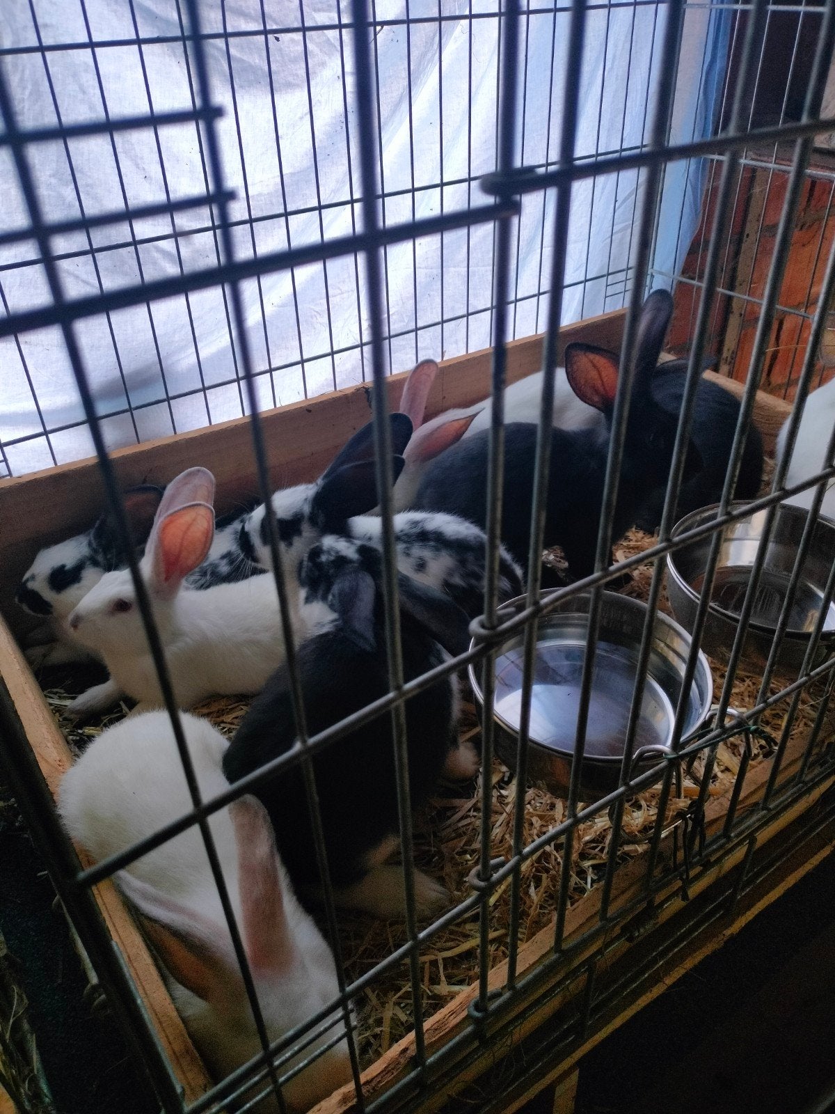 Vlees konijnen, Dieren en Toebehoren