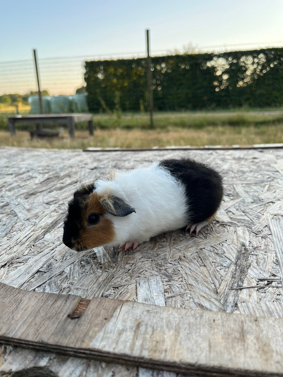 US teddy cavia beertje, Juni, Cavia