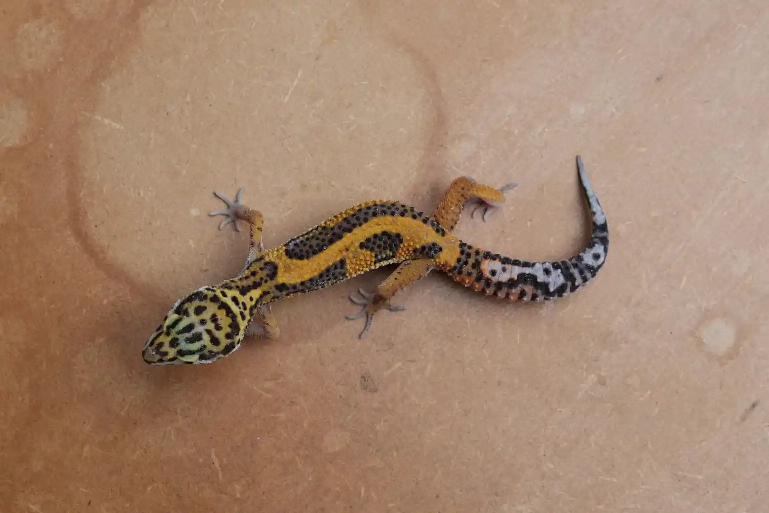 Jonge luipaardgekko, Dieren en Toebehoren