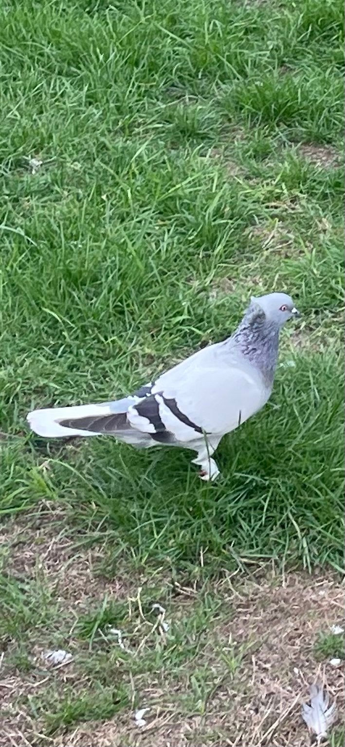Takla’s kopel, Dieren en Toebehoren