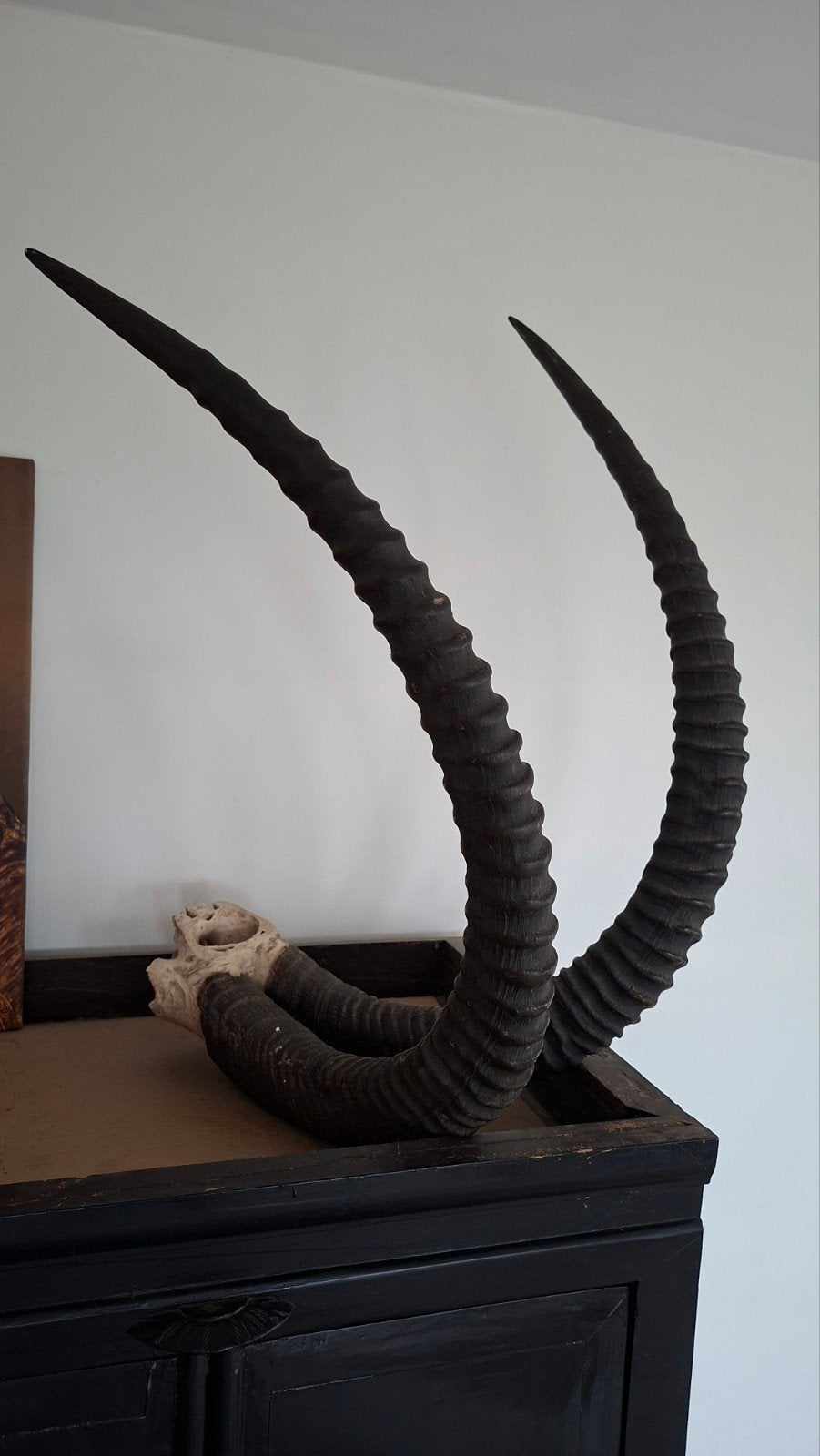 cornes d'antilope, Verzamelen, Dierenverzamelingen, Ophalen
