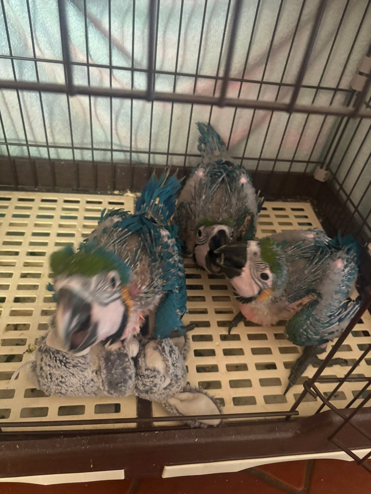 ara ararauna, Animaux & Accessoires, Oiseaux | Perruches & Perroquets