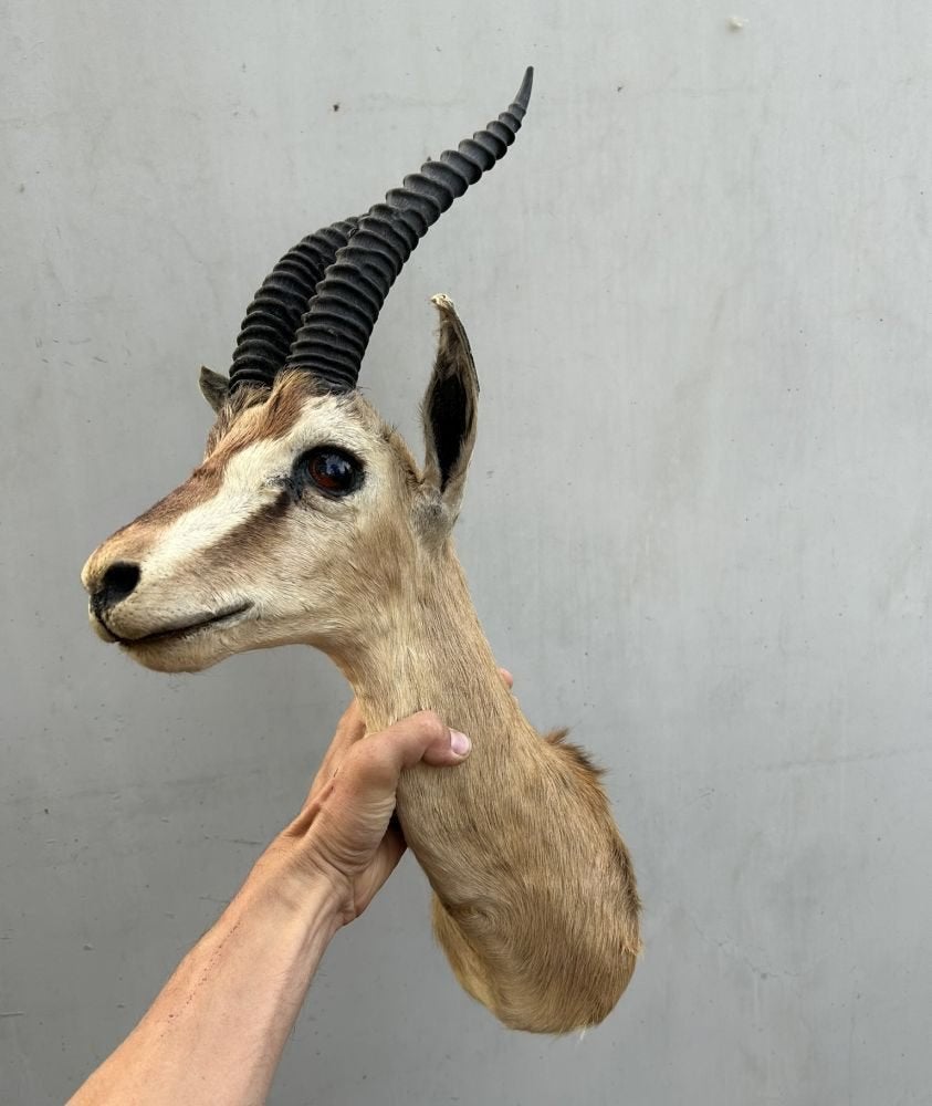 Afrikaanse gazelle -taxidermie, Verzamelen, Dierenverzamelingen, Ophalen of Verzenden, Gebruikt, Wild dier, Gewei of Kop
