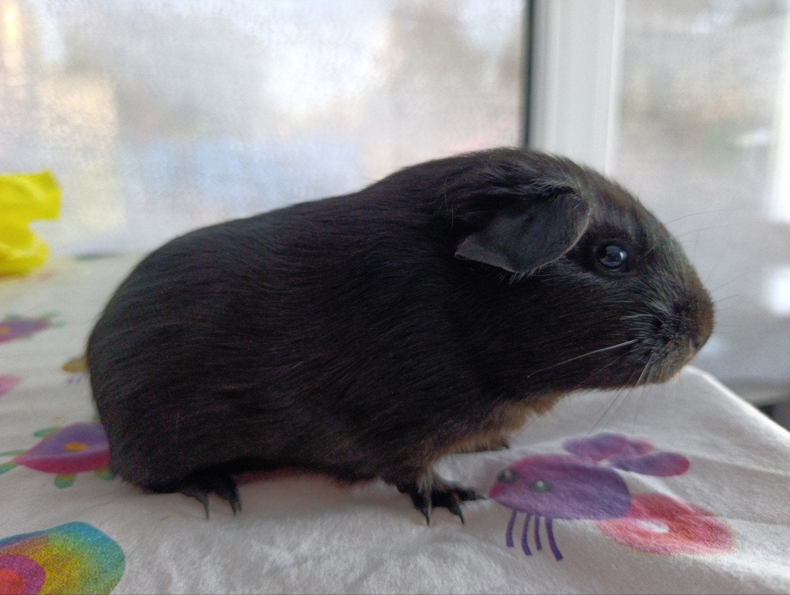 cavia zeugje, Dieren en Toebehoren, Augustus, Vrouwelijk, Cavia