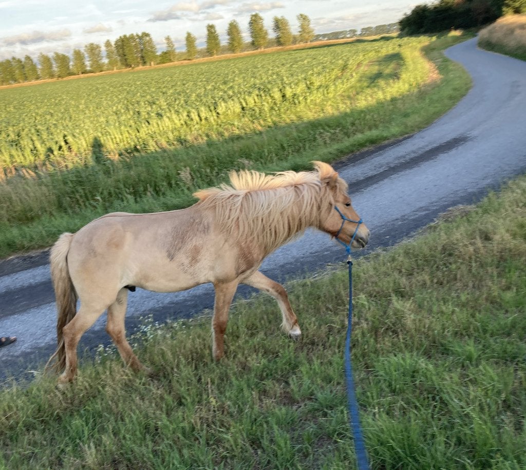 Verzorgpaarden