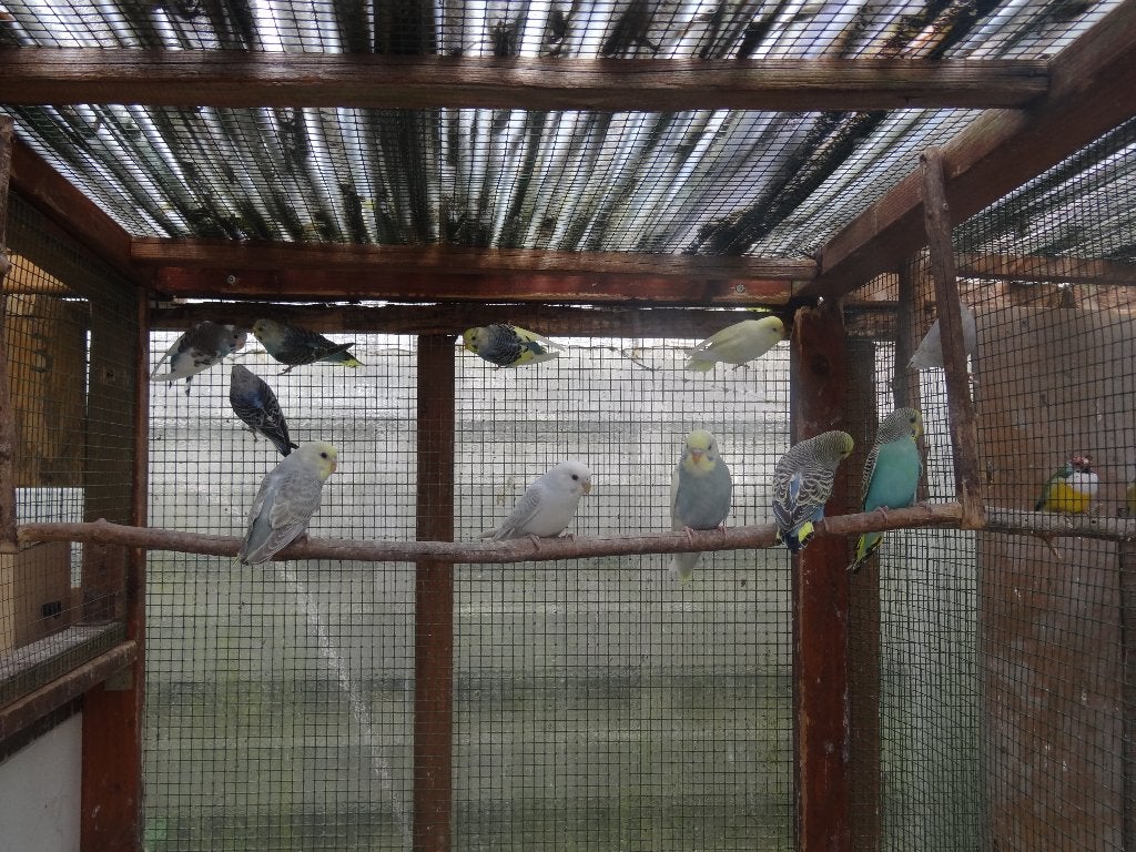 Grasparkieten 2026, Dieren en Toebehoren
