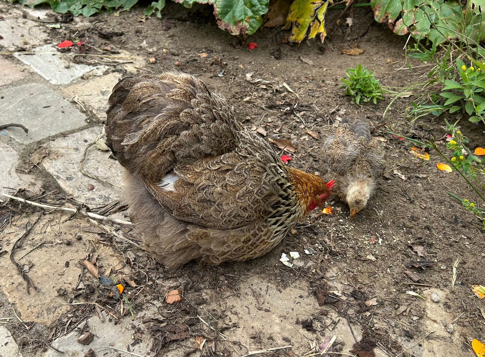 Cochin kriel hen met kuiken en haantje, Dieren en Toebehoren, Pluimvee, Kip