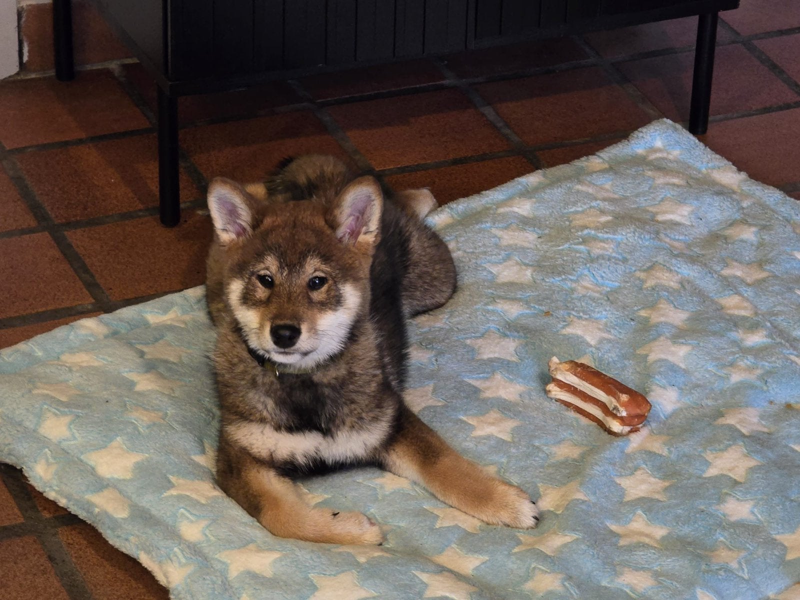 Shiba inu pups - FCI stamboom - ouders gezondheidstesten, België, Fokker | Hobbymatig, Overige rassen, Meerdere