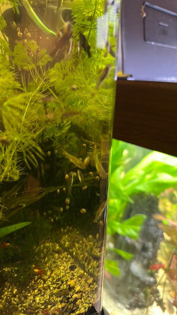 Garra Rufa's / knabbelvis / doktervis, Dieren en Toebehoren, Vissen | Aquariumvissen, Vis, Zoetwatervis