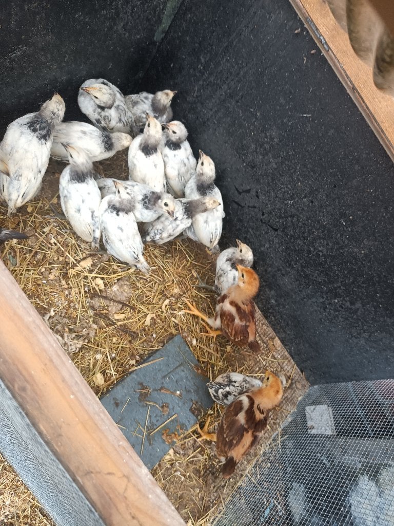 kuikens, Geslacht onbekend, Kip