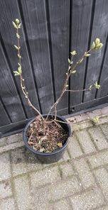 seringenstruik, Tuin en Terras, Ophalen