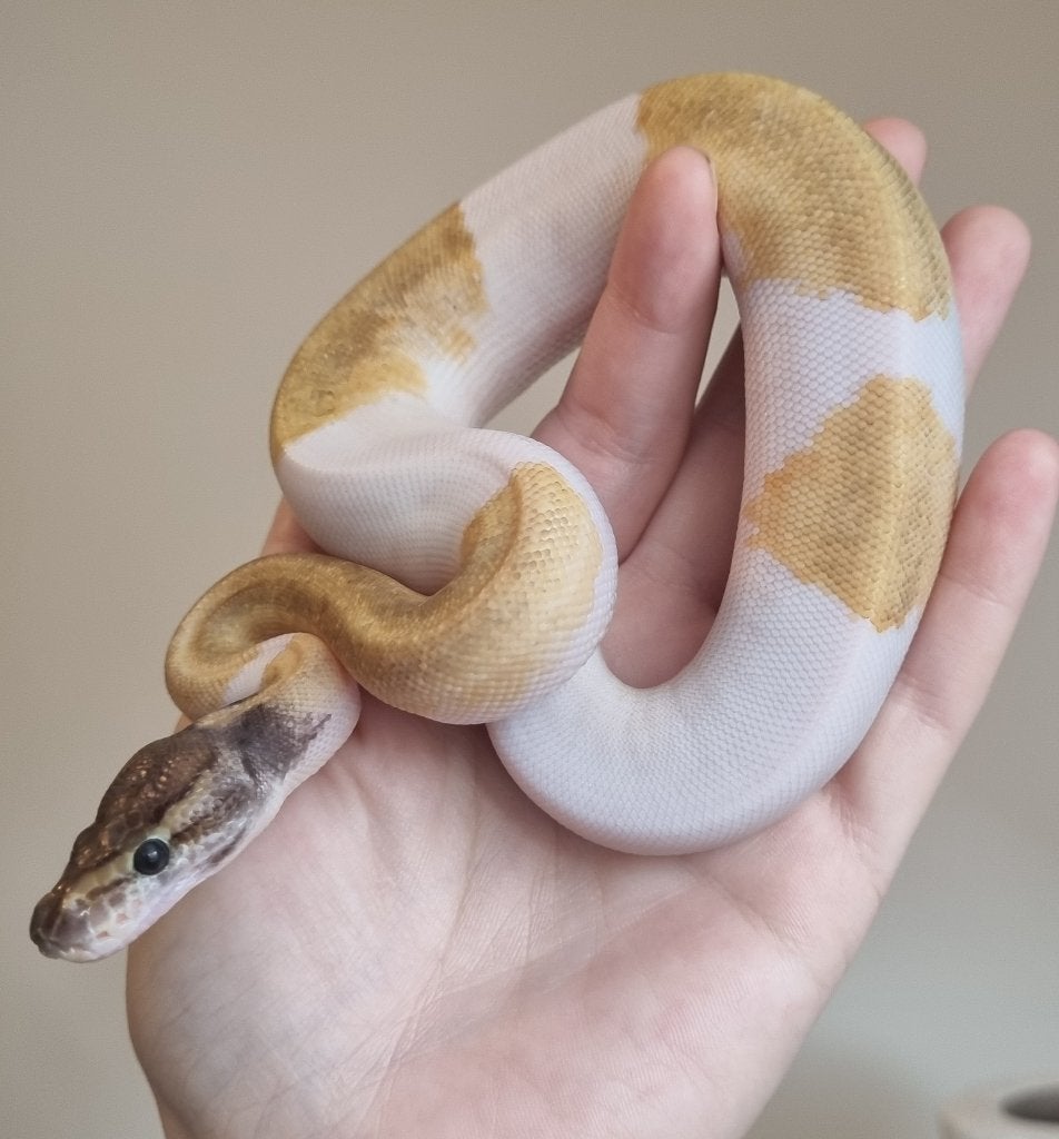 0.1 mojave enchi pinstripe piebald koningspython Ball Python photo 2