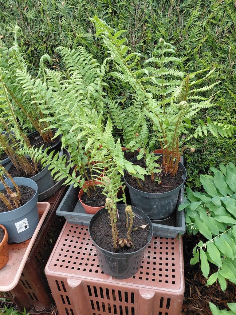 Varens, Tuin en Terras, Ophalen, Varens