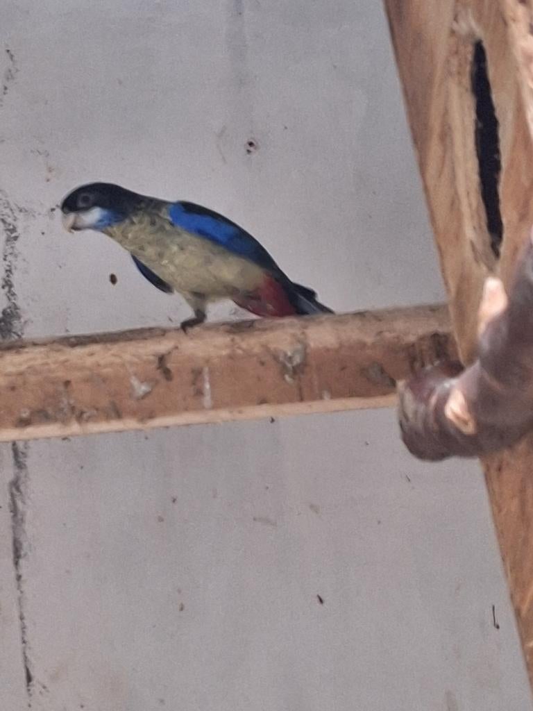 Brown rosella man  gevraagd 2026, Dieren en Toebehoren