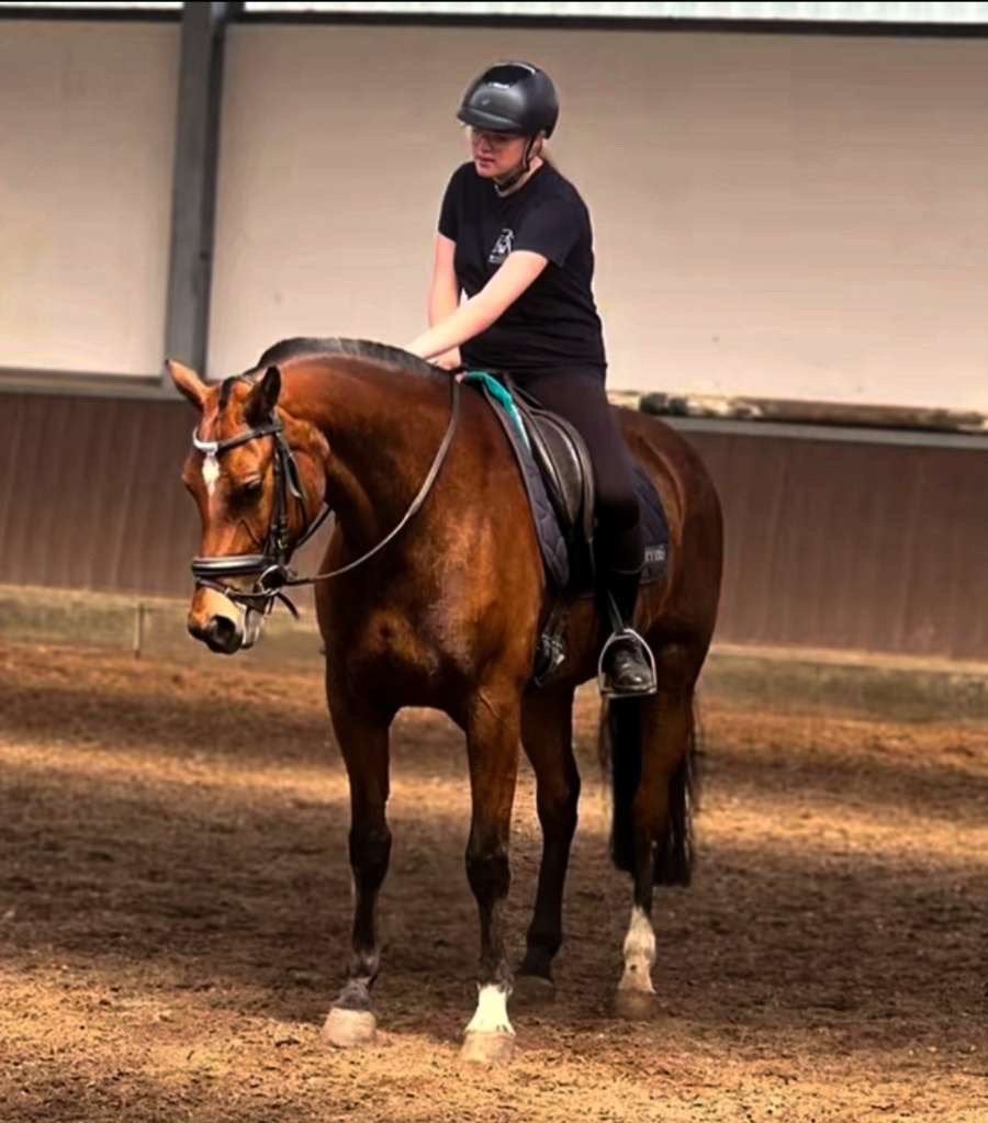 Verzorg paard gezond (Tremelo, Begijnendijk, baal, Betekom.), Dieren en Toebehoren, Paarden, M