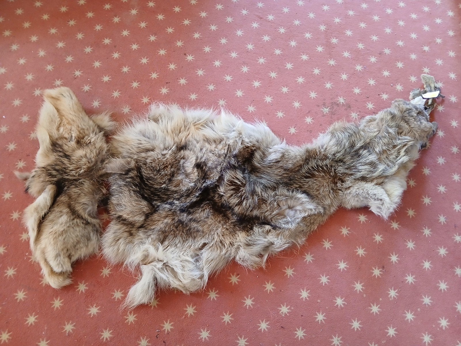 Peau de renard tanné, taxidermie, Enlèvement