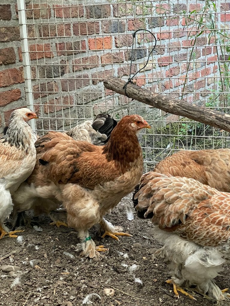 Brahma hennen, Dieren en Toebehoren, Vrouwelijk, Kip