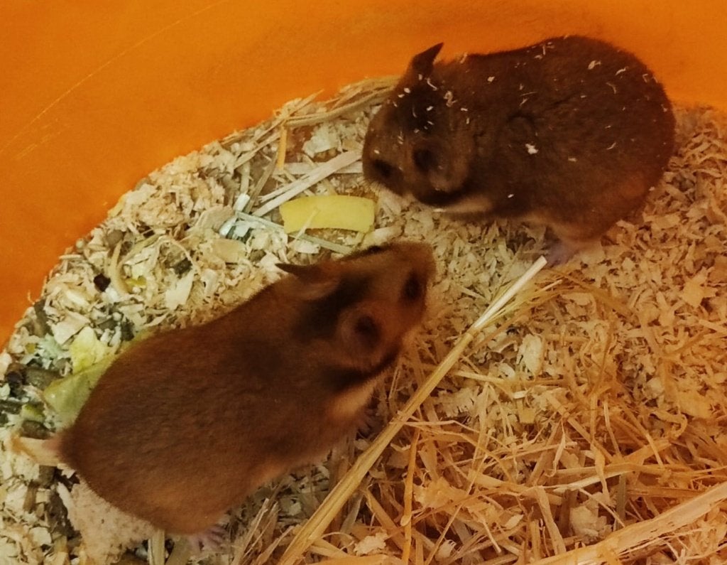 Goudhamsters, Syrische Hamsters, Animaux & Accessoires, Septembre, Mâle, Hamster