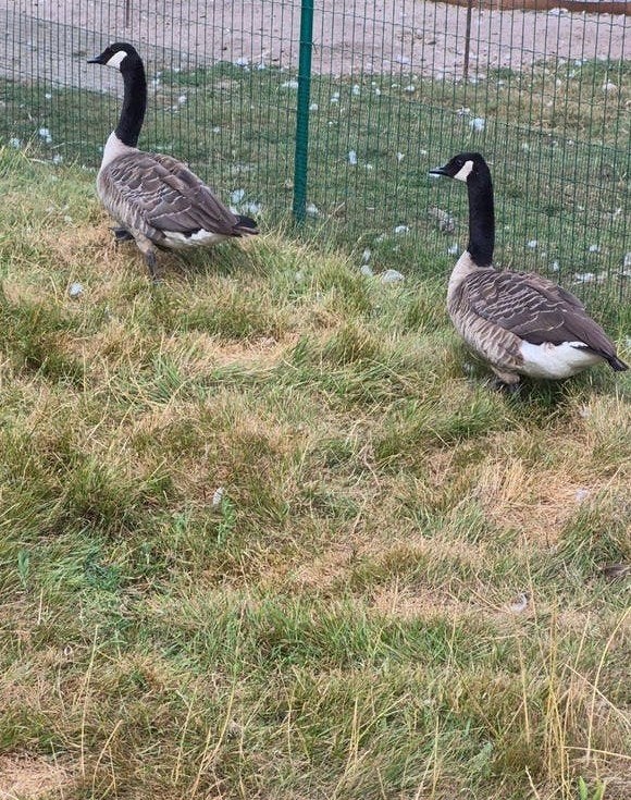 Koppel Canada ganzen, Dieren en Toebehoren, Pluimvee, Meerdere dieren, Gans of Zwaan