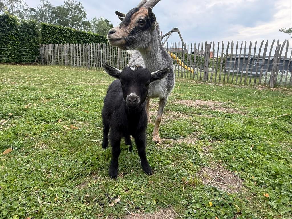 Dwerggeit mieke zwart-blauwschimmel, Dieren en Toebehoren, Vrouwelijk, Geit, 0 tot 2 jaar