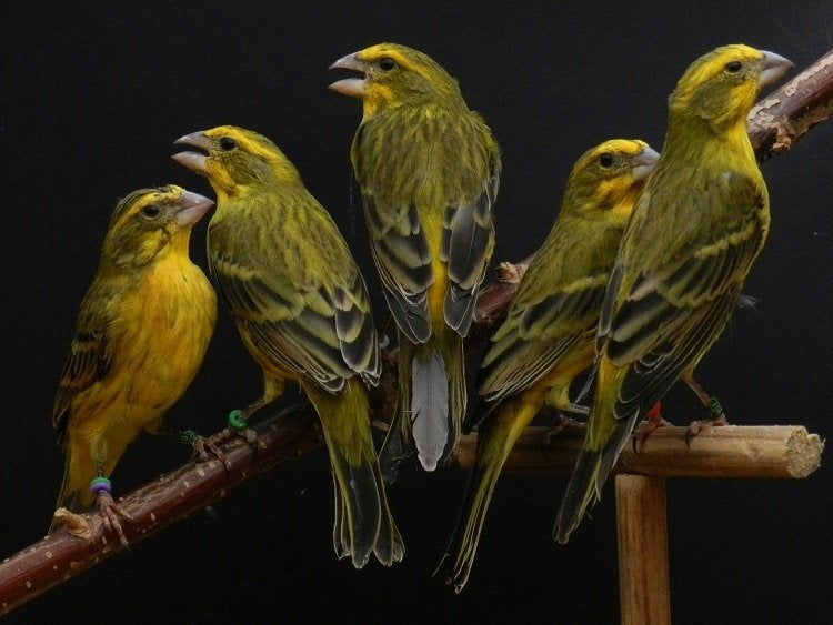 Hybriden, Dieren en Toebehoren