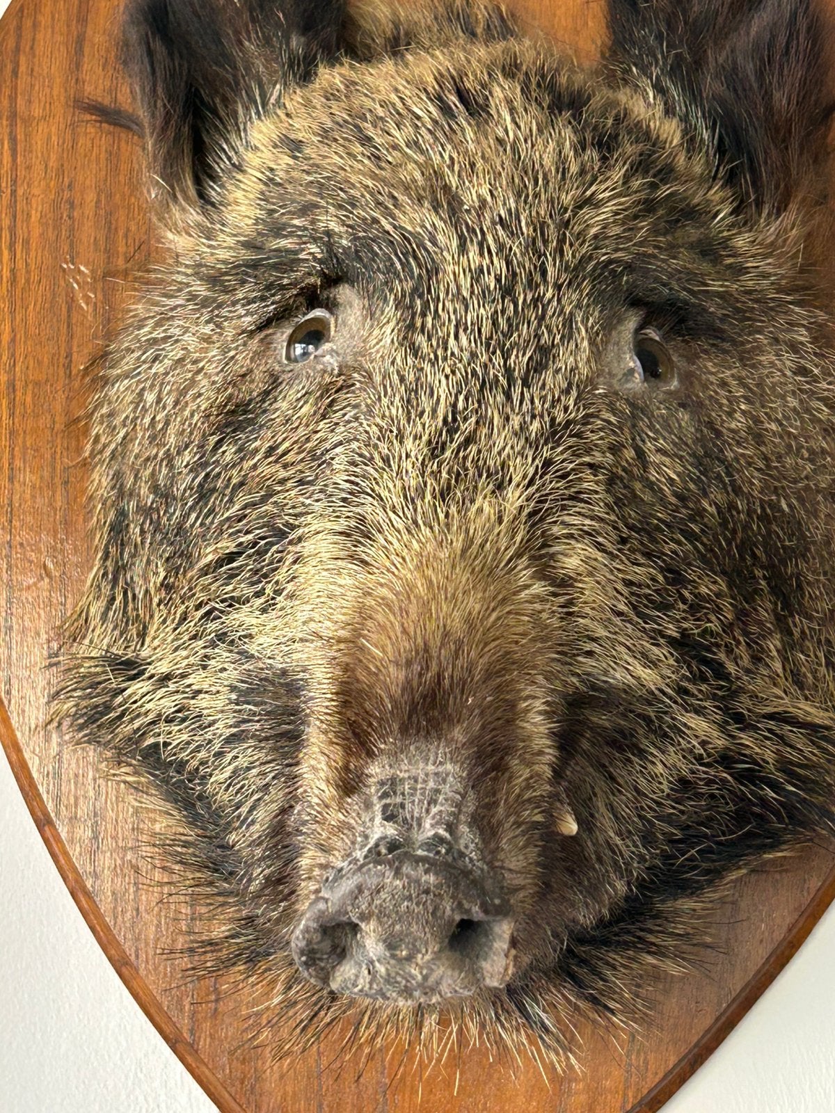 Taxidermie, tête de sanglier, Enlèvement