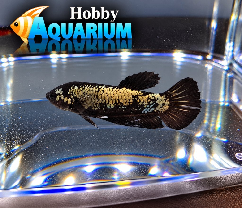 Hobbyaquarium  Betta SP Plakat Black Samurai, Dieren en Toebehoren, Vis, Zoetwatervis