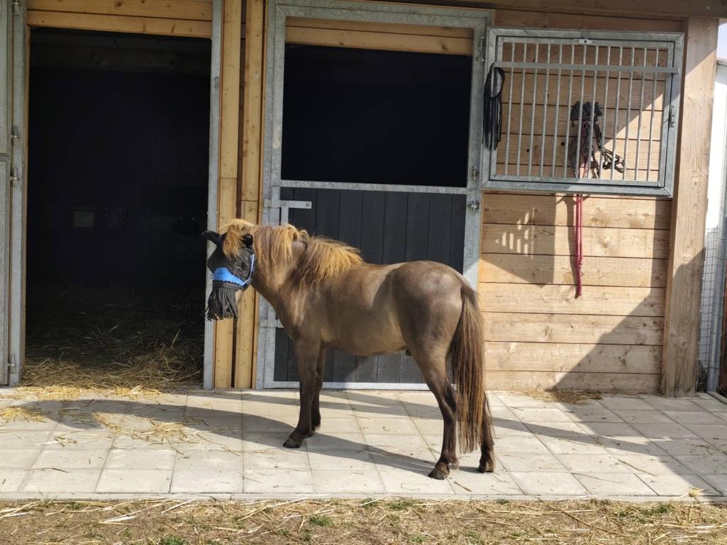 Mini Horse NMPRS ruin, Dieren en Toebehoren, Ruin