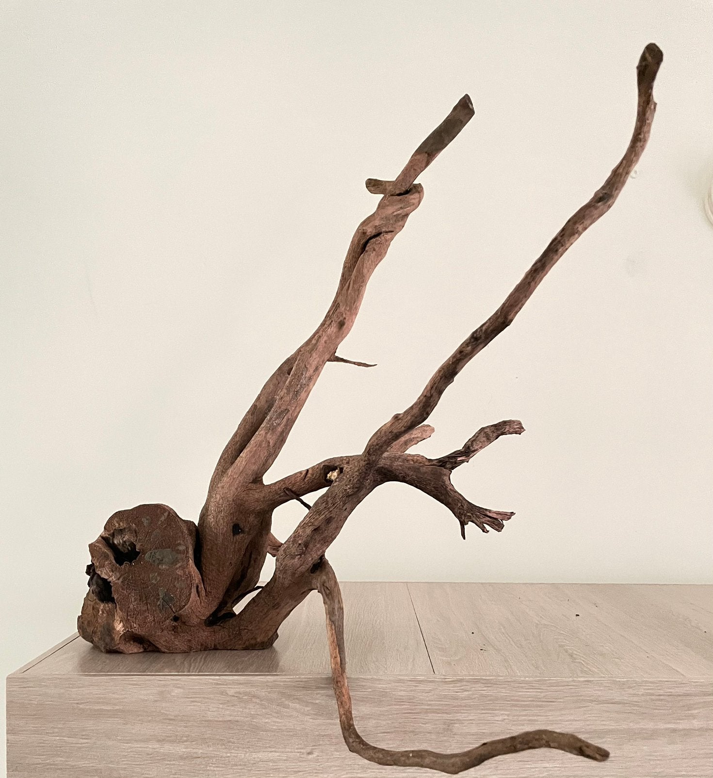 Branche pour aquarium/terrarium, Animaux & Accessoires, Enlèvement, Comme neuf
