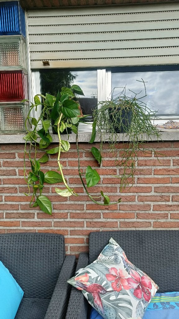 Lot de 2 plantes, Enlèvement, Autres espèces, Moins de 100 cm