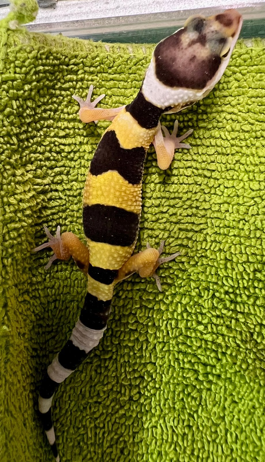 Luipaardgekko baby B1, Hagedis, Tam, 0 tot 2 jaar