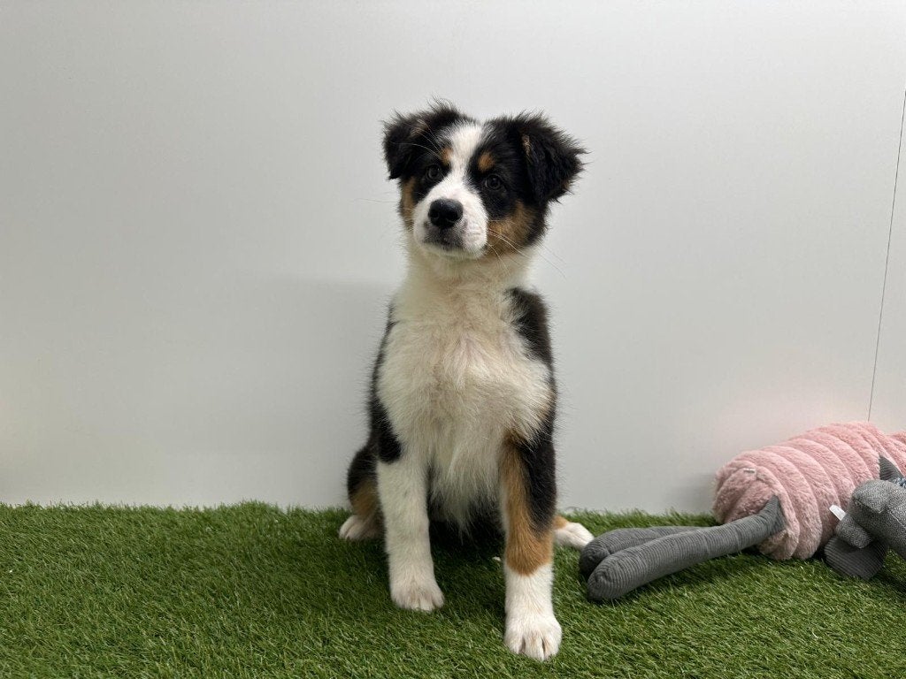 Nid pour chien de berger australien, Animaux & Accessoires, 15 semaines à 1 an, Maladie de Carré (chiens), Éleveur | Professionnel