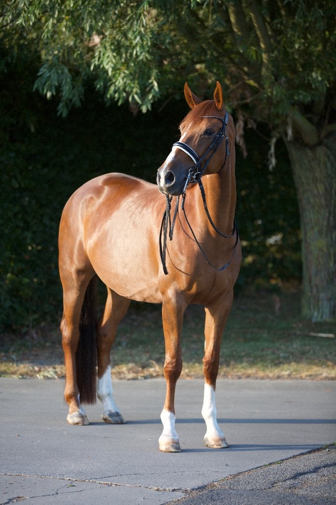 Bloedmooie vosse merrie met M/Z-ervaring, Animaux & Accessoires, Chevaux, Cheval de dressage, Avec pedigree, M, 165 à 170 cm