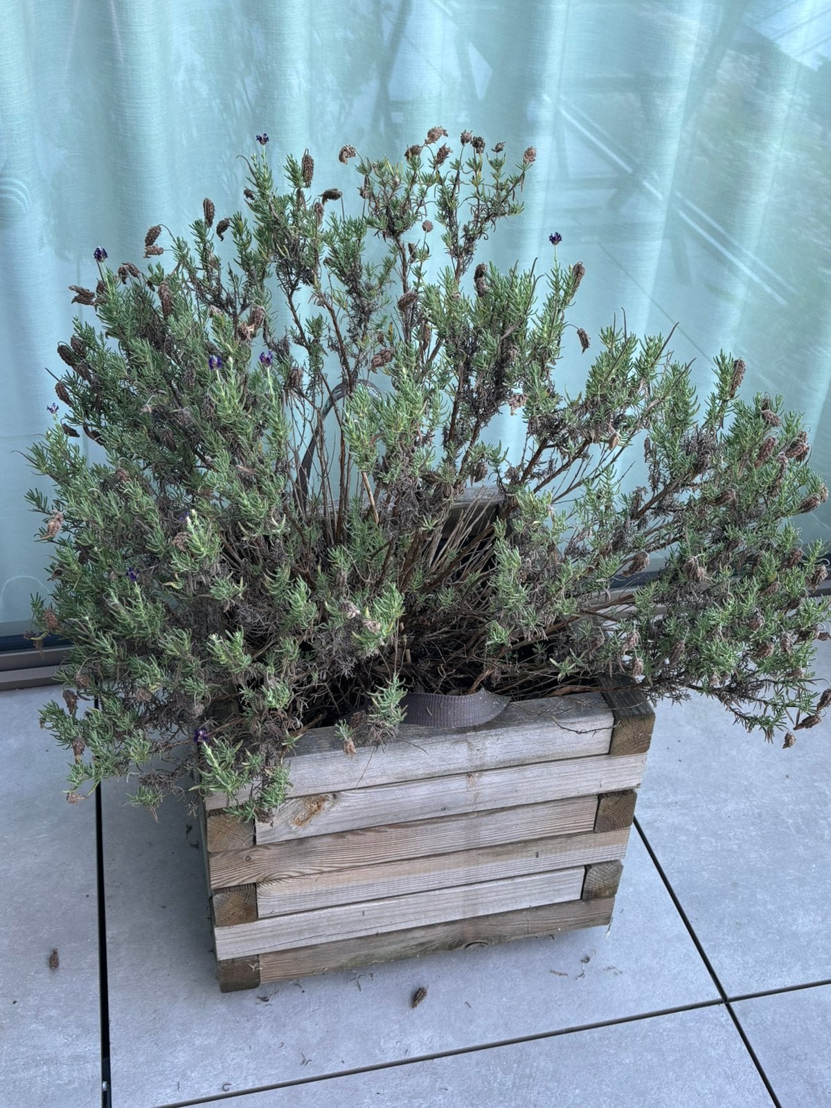 Lavendel in houten plantenbak, Tuin en Terras, Ophalen